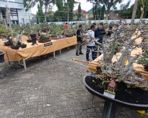 PAMERAN: Sejumlah bonsai tersaji di halaman Gedung Serbaguna Bojonegoro, Kamis (7/11/2025) sore. Jenis, ukuran, dan gayanya beraneka. (Foto: Yusab Alfa Ziqin/Bojonegoro Raya)