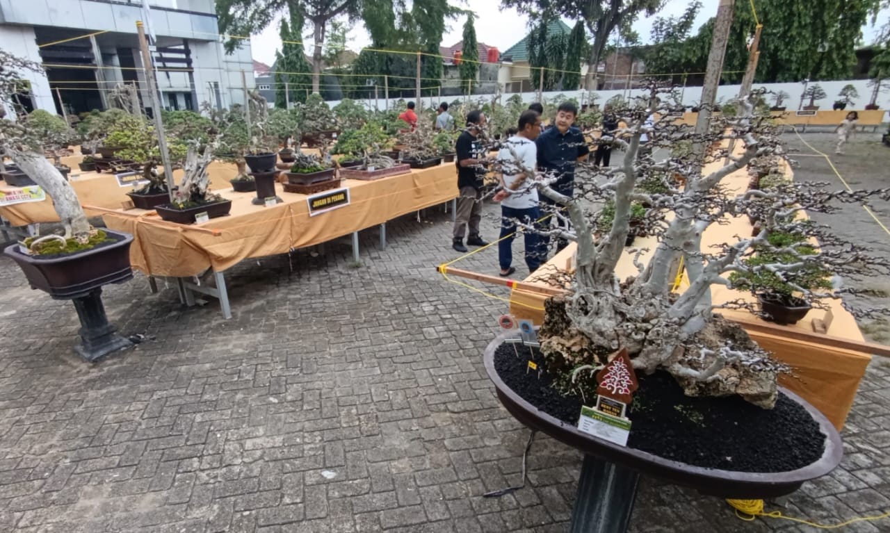 PAMERAN: Sejumlah bonsai tersaji di halaman Gedung Serbaguna Bojonegoro, Kamis (7/11/2025) sore. Jenis, ukuran, dan gayanya beraneka. (Foto: Yusab Alfa Ziqin/Bojonegoro Raya)